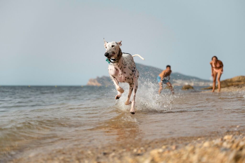 Dog having fun beach